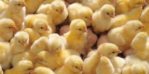 Čime hraniti piliće od prvih dana života